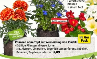 Bauhaus Pflanzen ohne Topf zur Vermeidung von Plastik Angebot