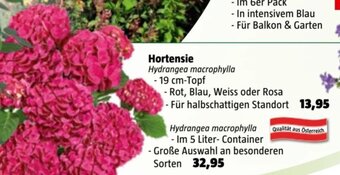 Bauhaus Hortensie Angebot