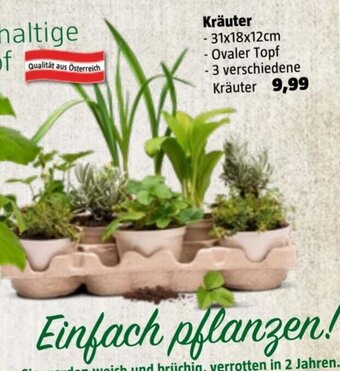 Bauhaus Kräuter Angebot