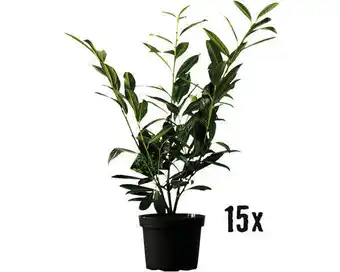 Hornbach Heckenpflanze kirschlorbeer prunus laurocerasus 'novita' h 80-100 cm im 5 liter topf ab 15 stück auf palette Angebot