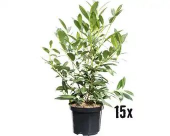 Hornbach Heckenpflanze kirschlorbeer prunus laurocerasus 'herbergii' h 80-100 cm im 5 liter topf ab 15 stück auf palette Angebot