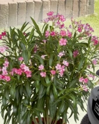 Bauhaus Oleander Angebot