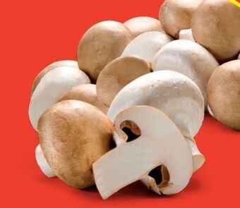 Hofer Champignons Angebot