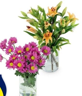 Hofer Schnittblumen Angebot