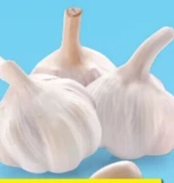 Hofer Knoblauch Angebot