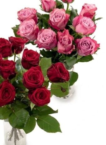 Hofer Rosen xl Angebot