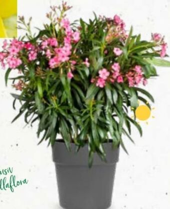 Bellaflora Oleander Angebot