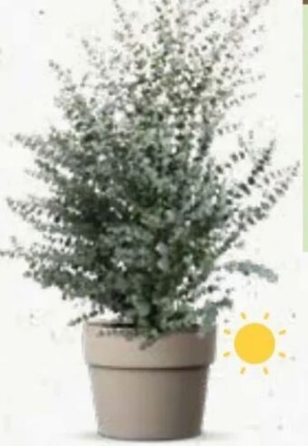 Bellaflora Eucalyptus busch Angebot