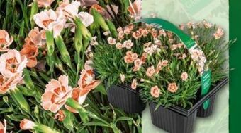 Norma Topfnelke peach party Angebot