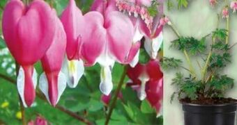 Norma Tränendes herz Angebot