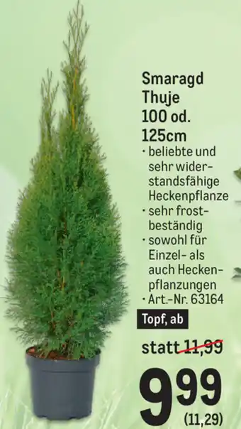 Metro Smaragd Thuje 100Od. 125cm Angebot