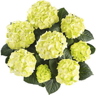 Hornbach Bauernhortensie hydrangea macrophylla 'caipirinha' h 30-40 cm co 5 l Angebot