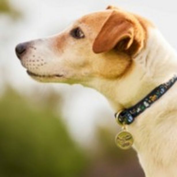 Disney Store Disney store - disney tiere - hundehalsband Angebot