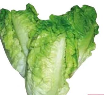Transgourmet Salatherzen Angebot
