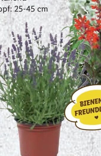 Lidl Stauden Angebot