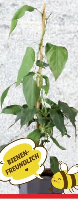 Lidl Kiwipflanze Angebot