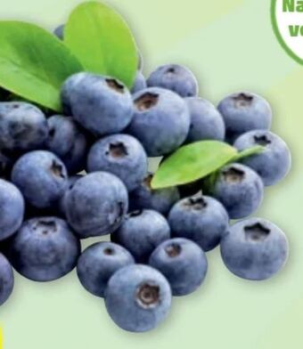 PENNY Heidelbeeren Angebot