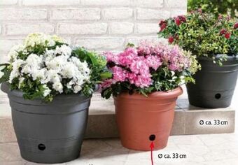 Norma Blumentopf flora Angebot