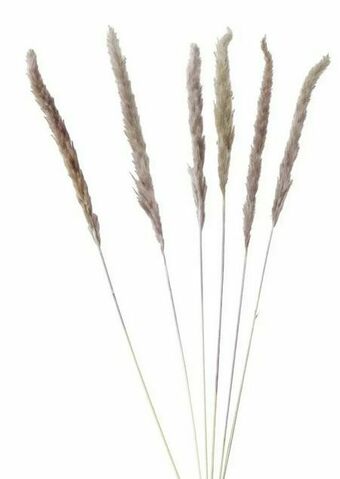 Mömax Kunstpflanze Pampasgras Angebot