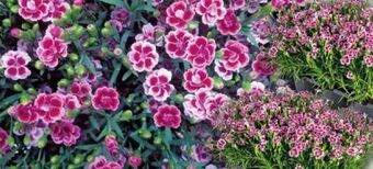 Norma Dianthus pink kisses Angebot
