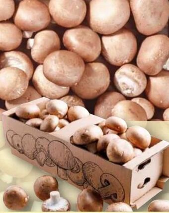 Norma Champignons Angebot