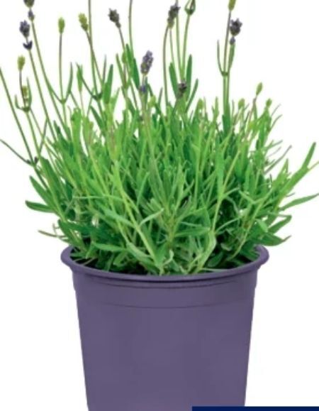 Hofer Lavendel Angebot