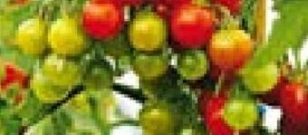 Hellweg Gemüsepflanzen Angebot