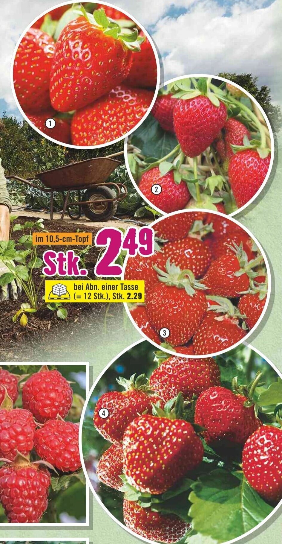 Hornbach Erdbeere ,,Elsanta, Erdbeere, Erdbeere ,,Senga sengana", Erdbeere ,,Ostara" Angebot