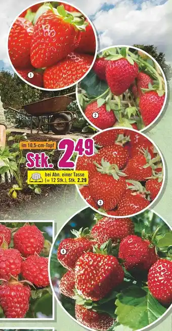 Hornbach Erdbeere ,,Elsanta, Erdbeere, Erdbeere ,,Senga sengana", Erdbeere ,,Ostara" Angebot