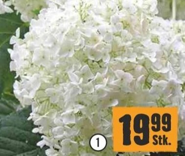Hornbach ,,Strong Annabelle" 150 cm, im 19-cm-Topf Angebot