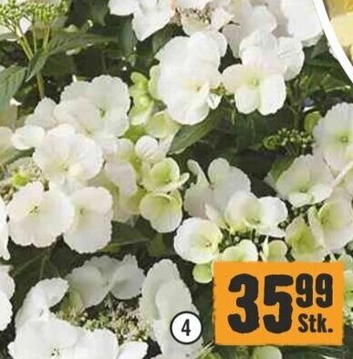 Hornbach Runaway Bride im 6-1-Topf Angebot
