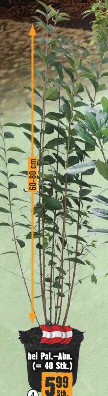 Hornbach Liguster 60-80 cm Angebot