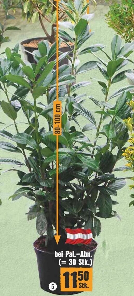 Hornbach Kirschlorbeer 80-100 cm Angebot