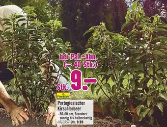 Hornbach FloraSelf Portugiesischer Kirschlorbeer - 50-60 cm Angebot