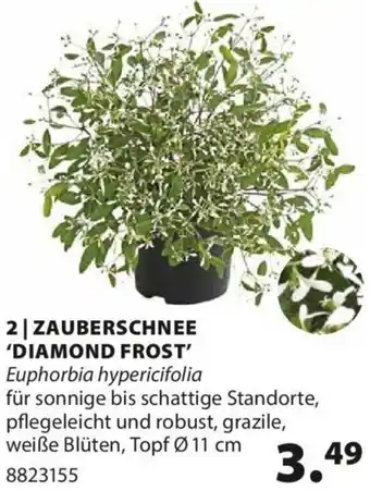 Dehner ZAUBERSCHNEE 'DIAMOND FROST' Euphorbia hypericifolia Topf Ø 11 cm Angebot