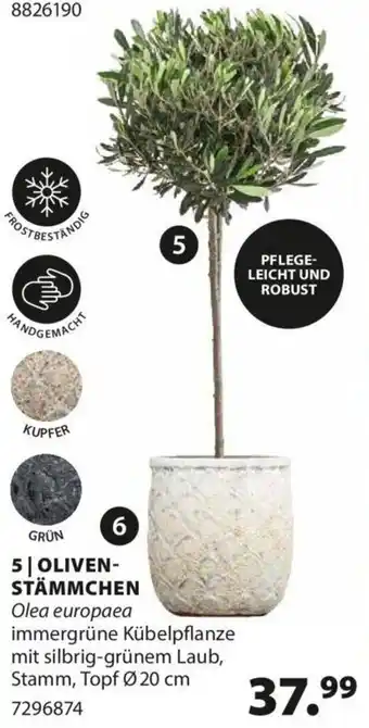 Dehner OLIVEN-STÄMMCHEN Olea europaea Topf Ø 20 cm Angebot