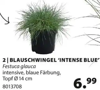 Dehner 2 | BLAUSCHWINGEL 'INTENSE BLUE Festuca glauca Topf Ø 14 cm Angebot
