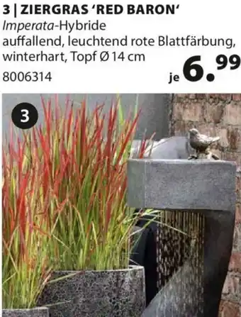 ZIERGRAS ‘RED BARON' Imperata-Hybride Topf Ø 14 cm
