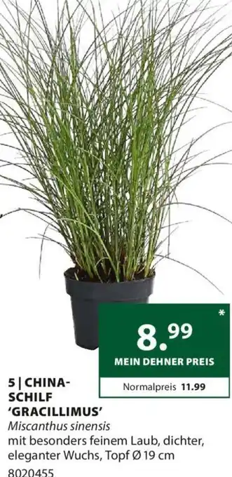 Dehner CHINA-SCHILF 'GRACILLIMUS' Topf Ø 19 cm Angebot