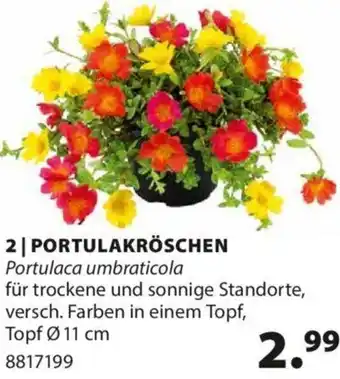 Dehner PORTULAKRÖSCHEN Portulaca umbraticola für trockene und sonnige Standorte, versch. Farben in einem Topf, Topf Ø 11 cm Angebot