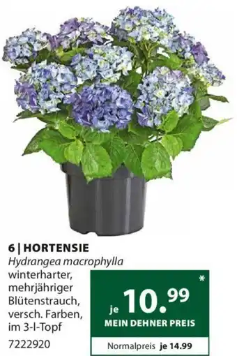 Dehner HORTENSIE Hydrangea macrophylla im 3-1-Topf Angebot