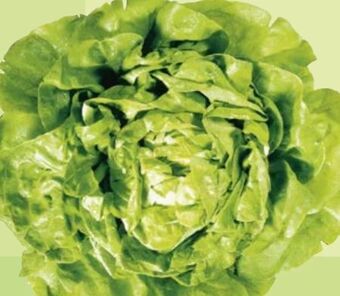 Maximarkt Kopfsalat Angebot