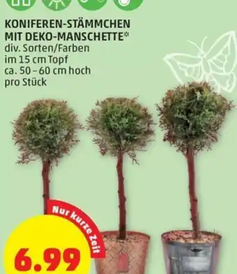 PENNY KONIFEREN-STÄM ca. 50-60 cm hoch pro Stück Angebot