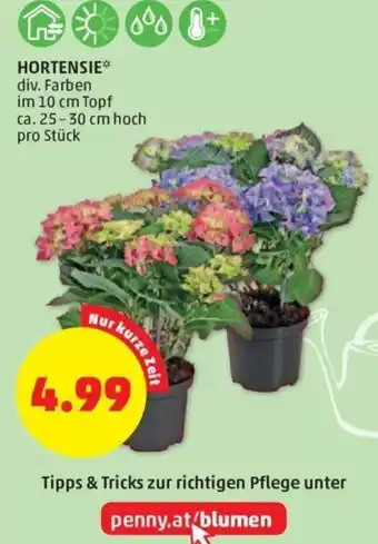 PENNY HORTENSIE* div. Farben im 10 cm Topf ca. 25-30 cm hoch pro Stück Angebot