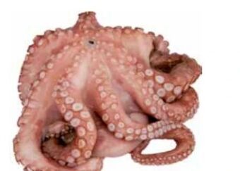 Transgourmet Octopus blume Angebot