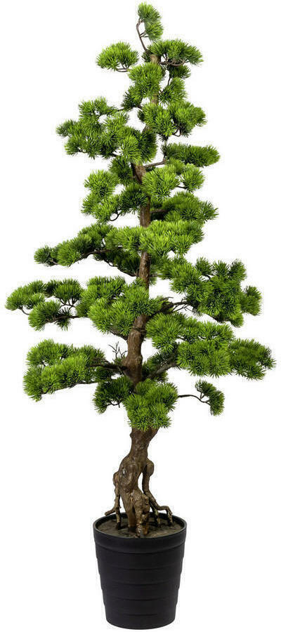 XXXLutz Bonsai kiefer Angebot