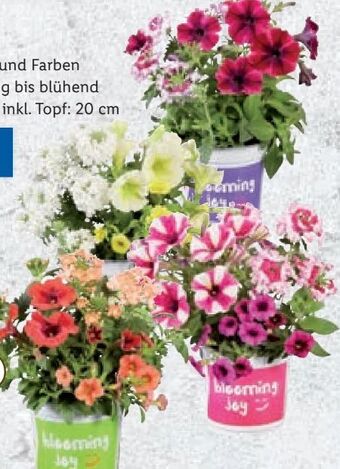 Lidl Blühtrio Angebot