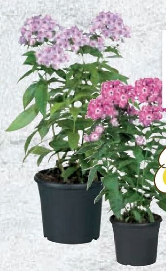 Lidl Phlox Angebot