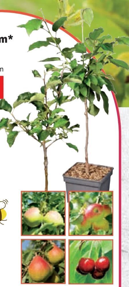 Lidl Zwergobstbaum Angebot
