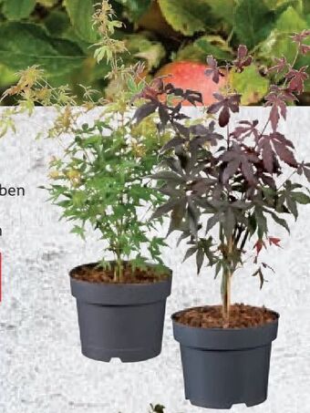 Lidl Fächerahorn Angebot